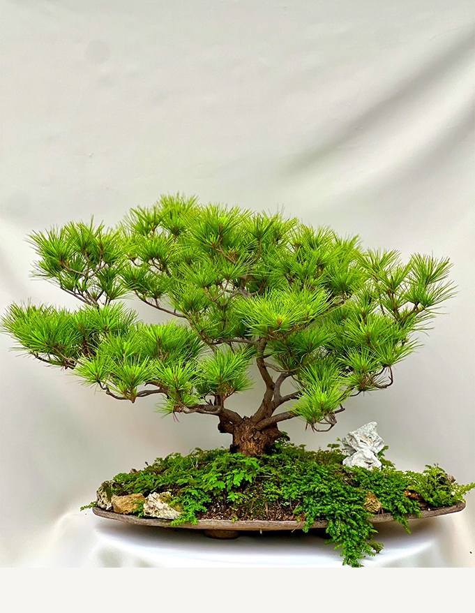 松樹 PT2303-003