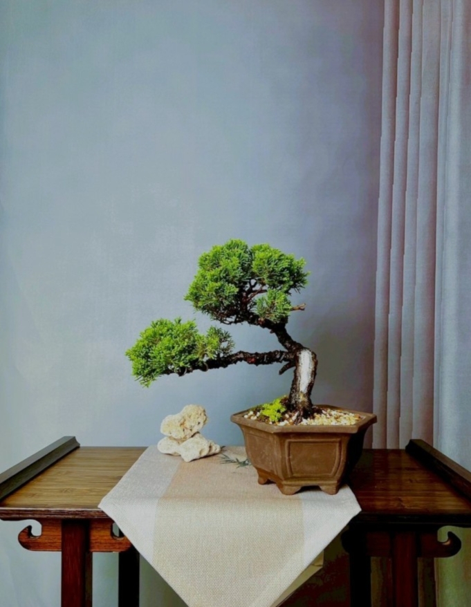 精品盆栽 PB2330-016