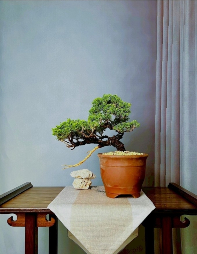 精品盆栽PB2330-010